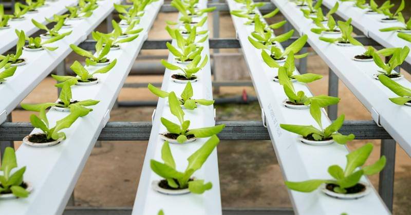 Pexels/Quang Nguyen Vinh